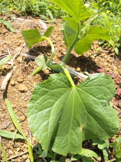 SH3810280001.jpg