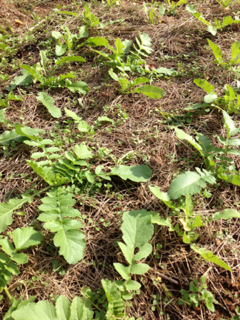image-20121122170923.png