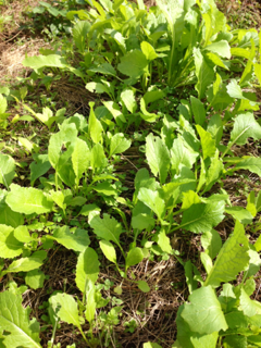 image-20121122170936.png