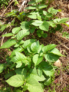 image-20121122170951.png